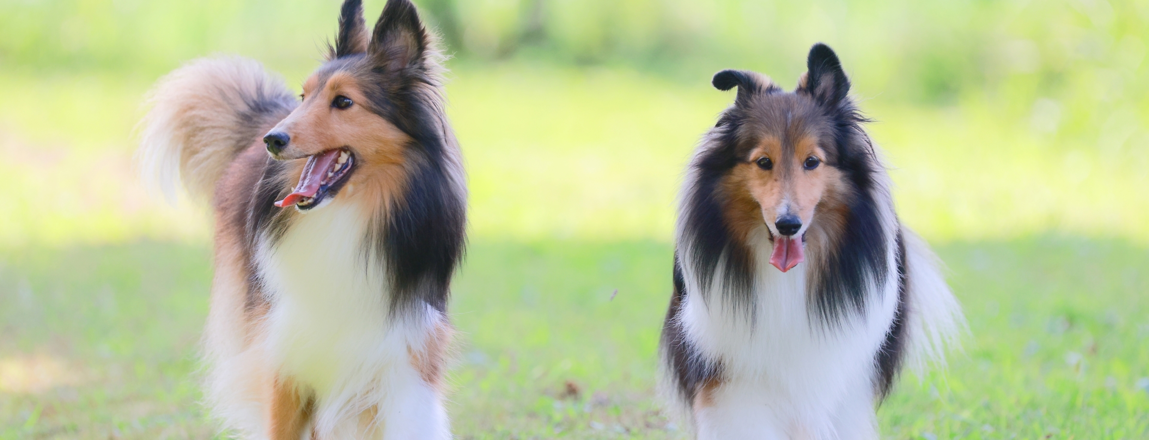 與愛犬同樂